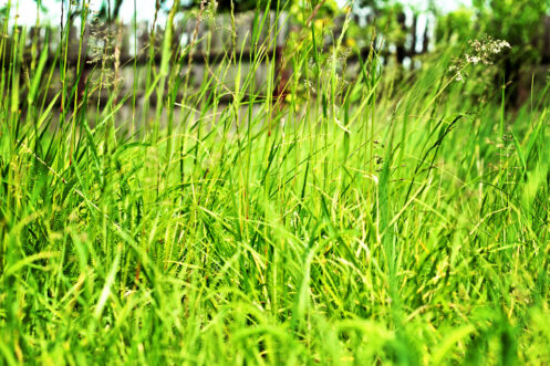 High green meadow grass on a summer day.